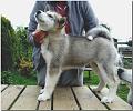 Onni 10 Wochen 085